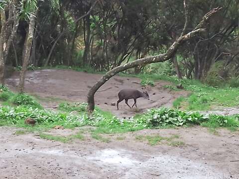 Image of Abbott's duiker