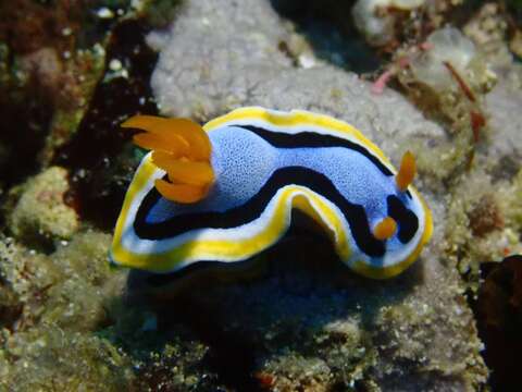 Image of Chromodoris annae Bergh 1877