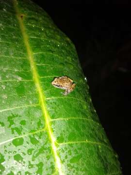 Image of Rio Grande Chirping Frog