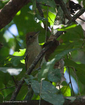 Image of Planalto Slaty Antshrike