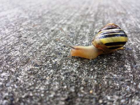 Image of Brown Lipped Snail