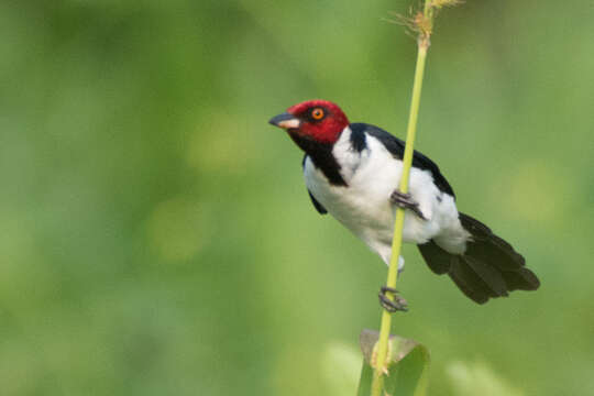 Image of Red-capped Cardinal