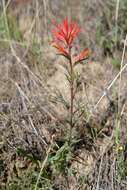 Image of longleaf Indian paintbrush