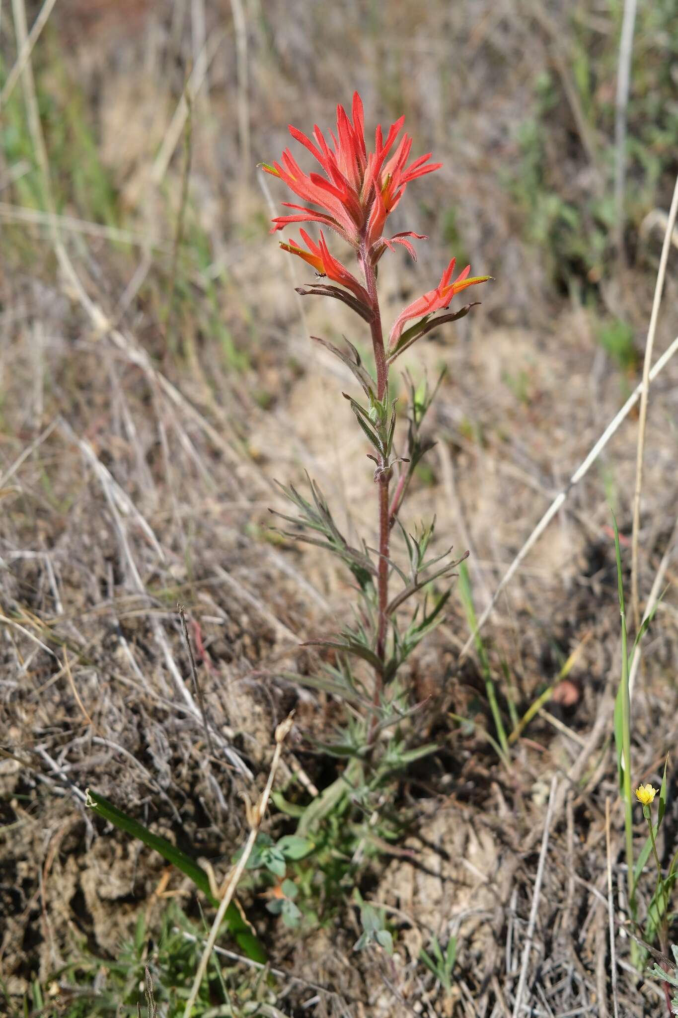 Image of longleaf Indian paintbrush