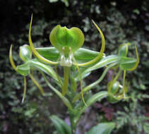 Image of Habenaria jaliscana S. Watson