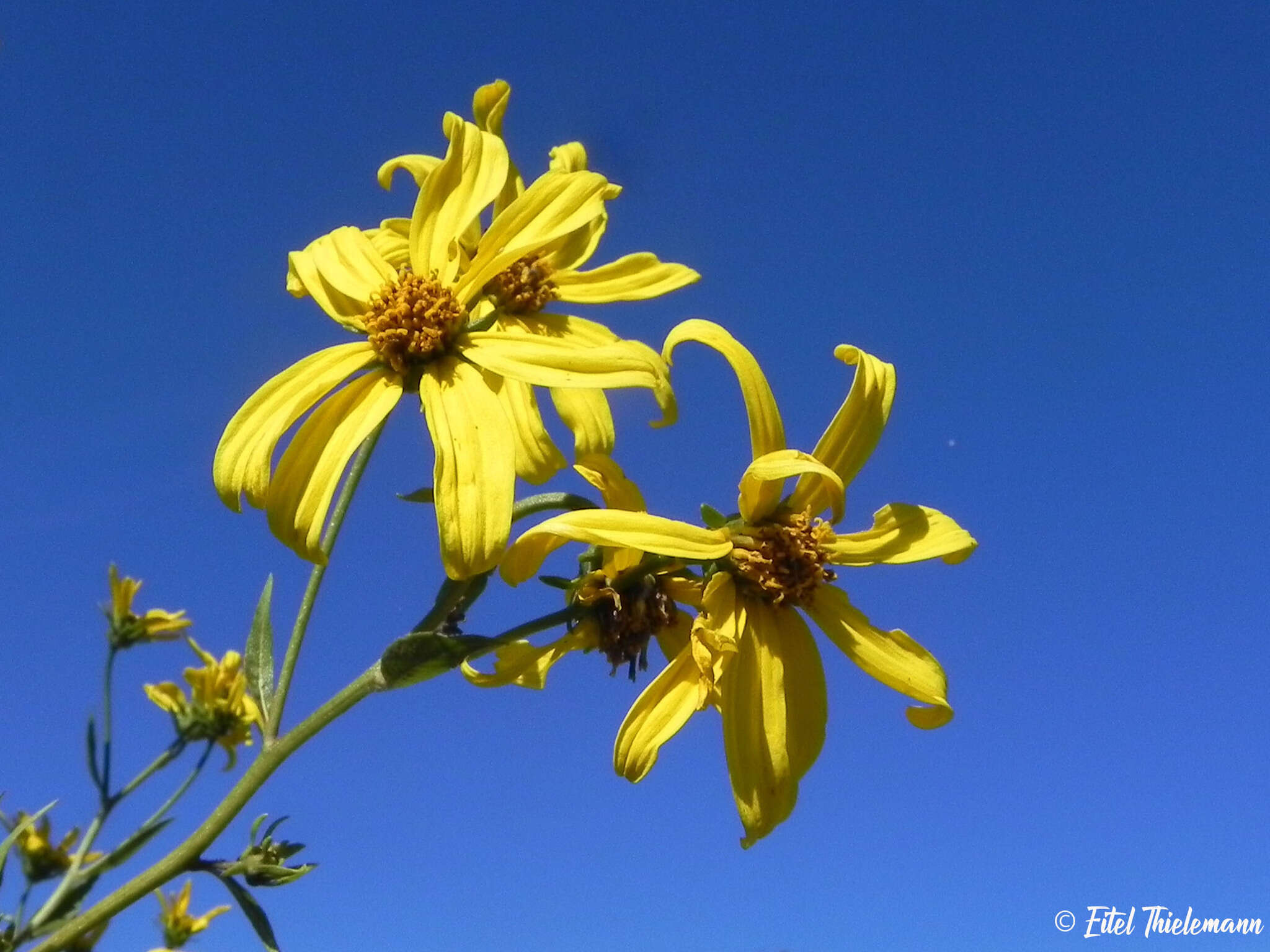 Image of Flourensia thurifera (Molina) DC.