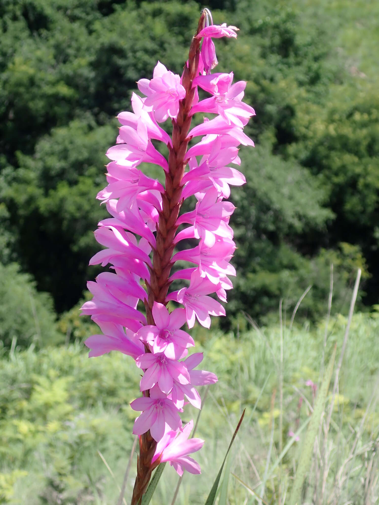 Imagem de Watsonia densiflora Baker