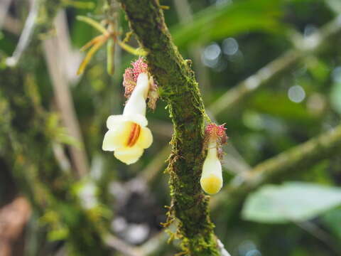 Image of Drymonia macrophylla (Oerst.) H. E. Moore