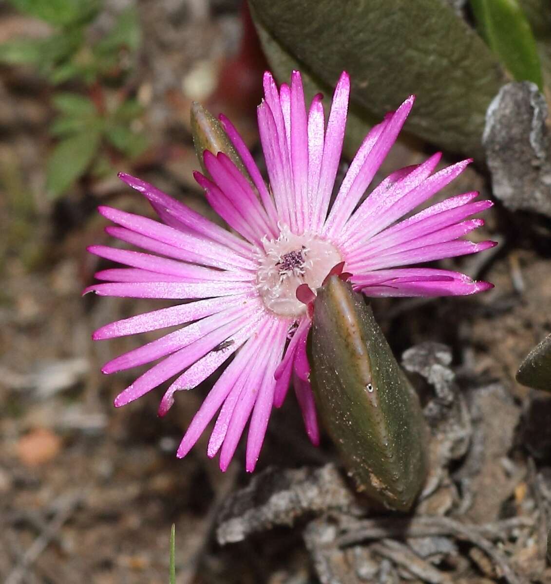 Imagem de Brianhuntleya purpureostyla (L. Bol.) H. E. K. Hartmann