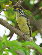 Image of Yellow-fronted Tinkerbird