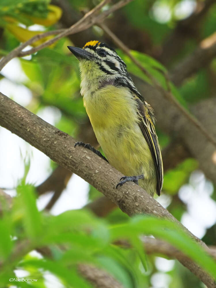 Image of Yellow-fronted Tinkerbird