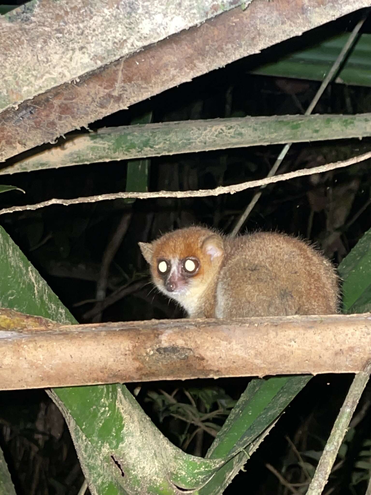 Image of Goodman's Mouse Lemur