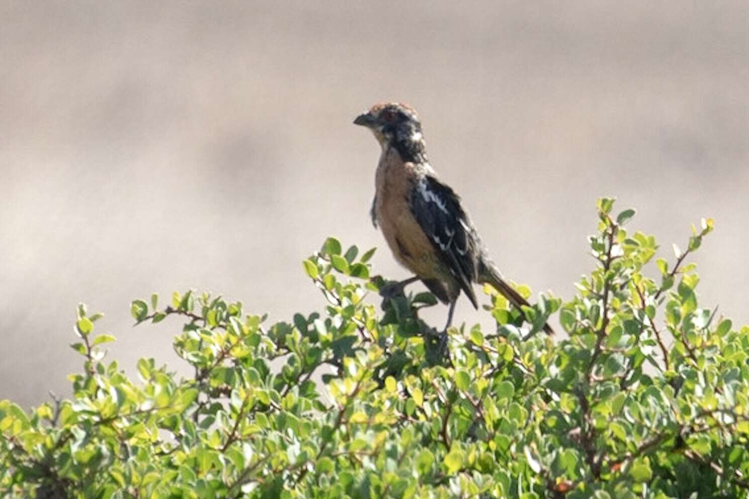 Imagem de Phytotoma rara Molina 1782