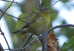 Image of Tennessee Warbler