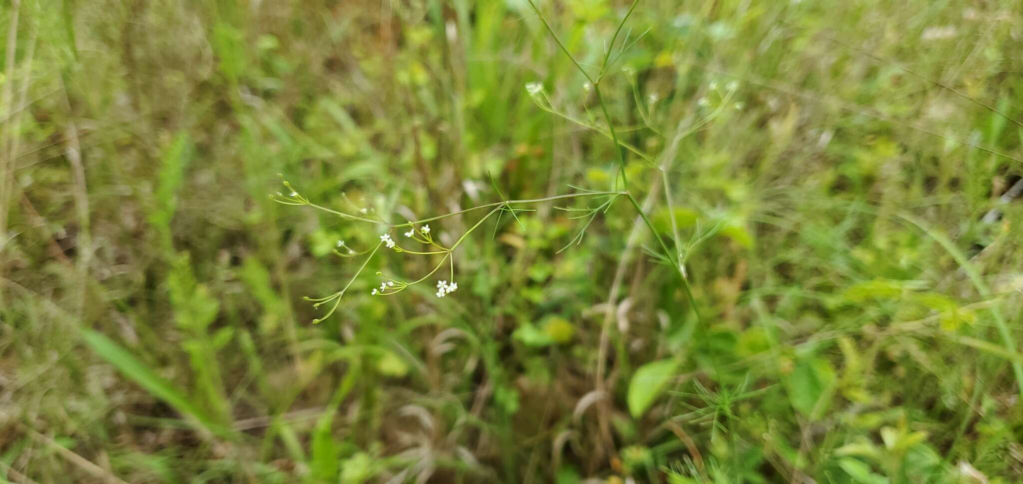 Image of Rough-Fruit Scaleseed