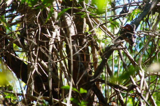 Image of Ivory-billed Woodcreeper