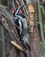 Image of Red-naped Sapsucker