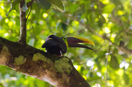 Plancia ëd Ramphastos ambiguus Swainson 1823