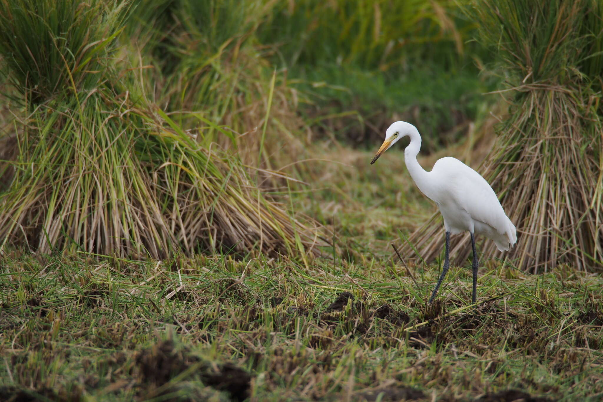 Image of Intermediate Egret