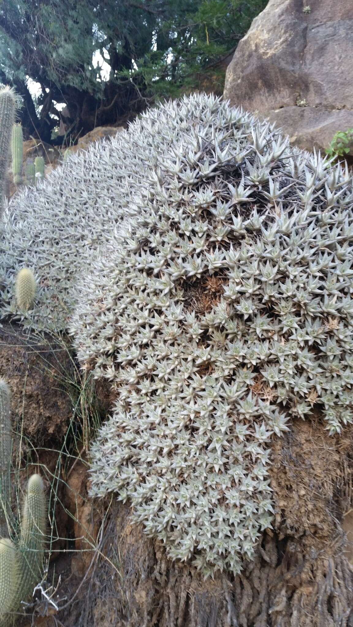 Image of Deuterocohnia brevifolia (Griseb.) M. A. Spencer & L. B. Sm.