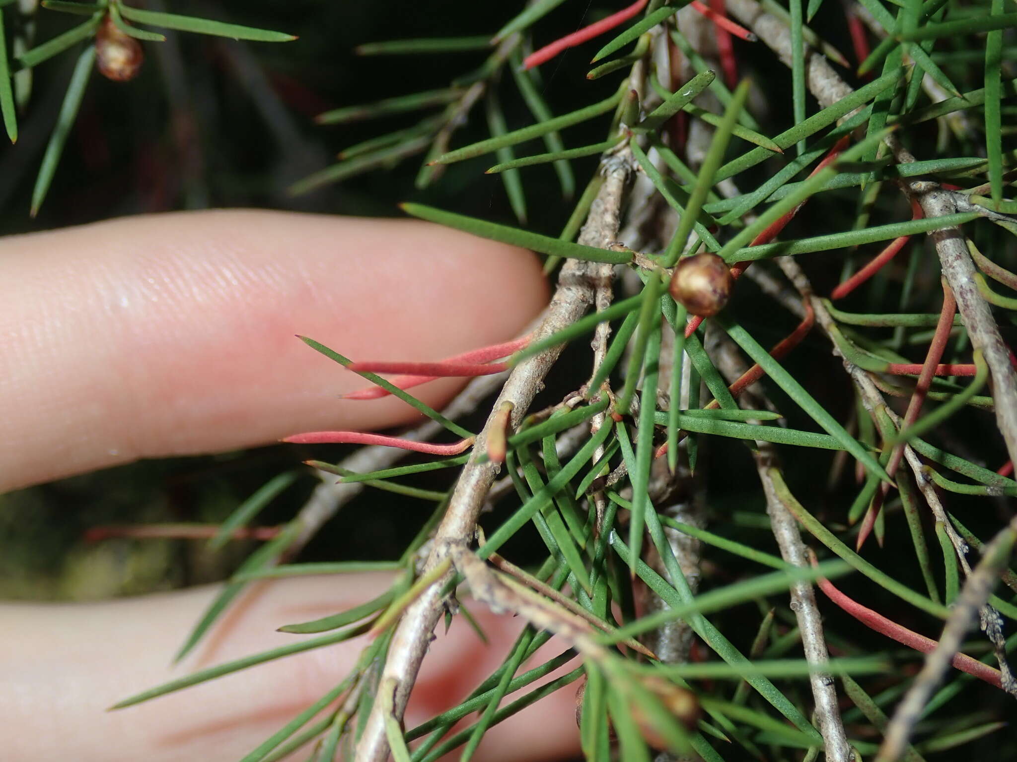 Sivun Melaleuca nodosa (Gaertn.) Sm. kuva