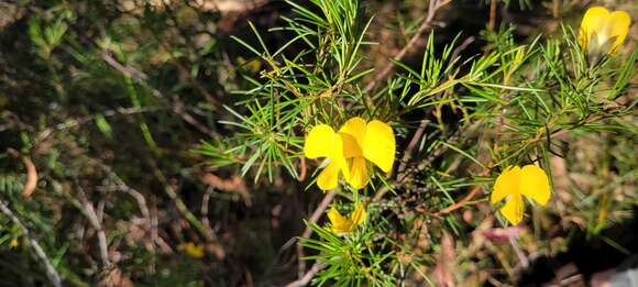 Image of Gompholobium grandiflorum Sm.