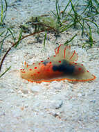 Image of Red spotted transluscent slug