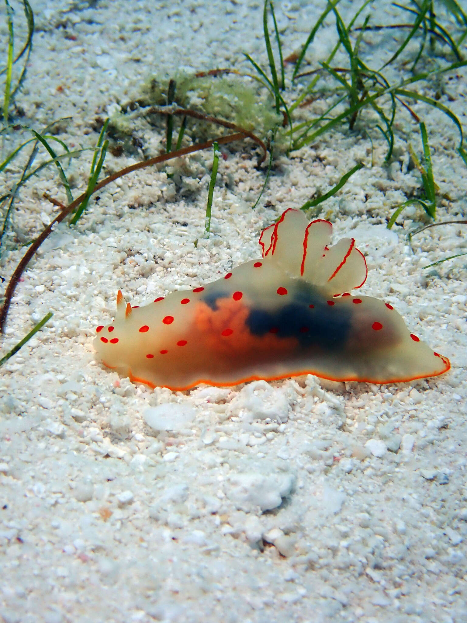 Image of Red spotted transluscent slug