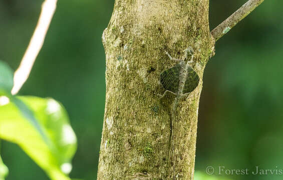 Image of Two-spotted Flying Lizard