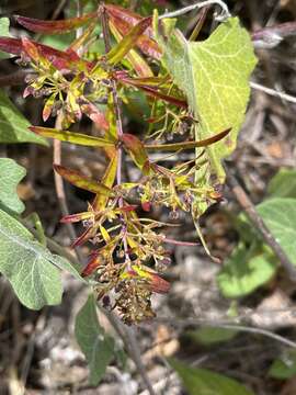 Image of Santa Clemente Island bedstraw