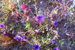 Image of Monopsis debilis (L. fil.) C. Presl