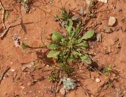 Image of Diascia decipiens K. E. Steiner