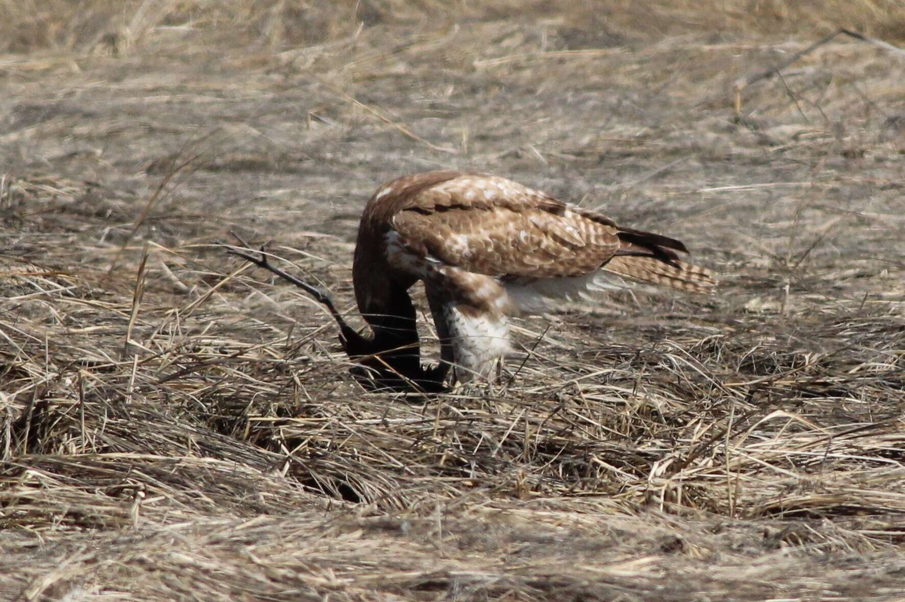 Image of Eastern Red-tailed Hawk