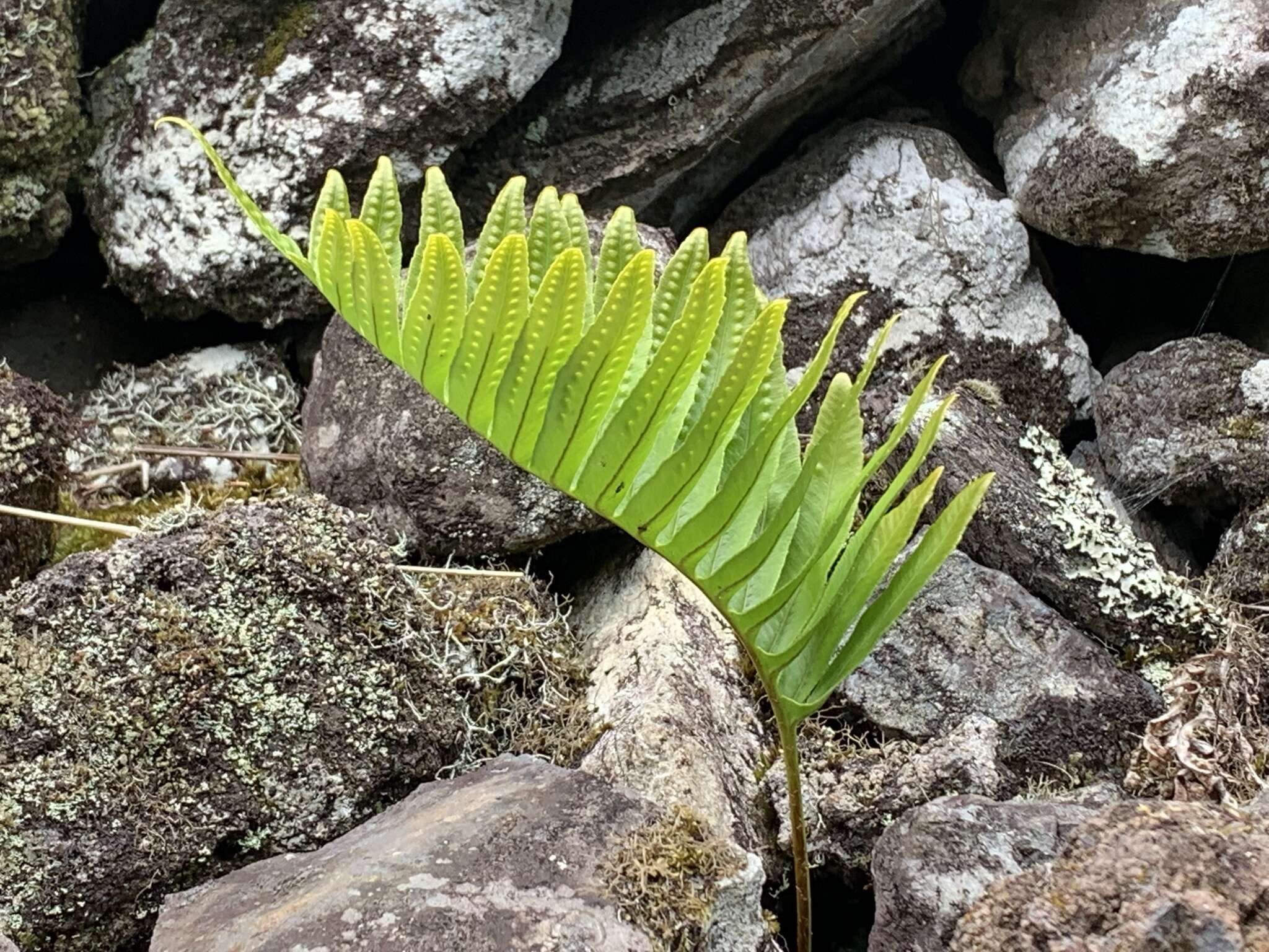 Plancia ëd Polypodium macaronesicum subsp. azoricum (Vasc.) F. J. Rumsey, Carine & Robba