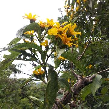 Dendroviguiera eriophora (Greenm.) E. E. Schill. & Panero的圖片