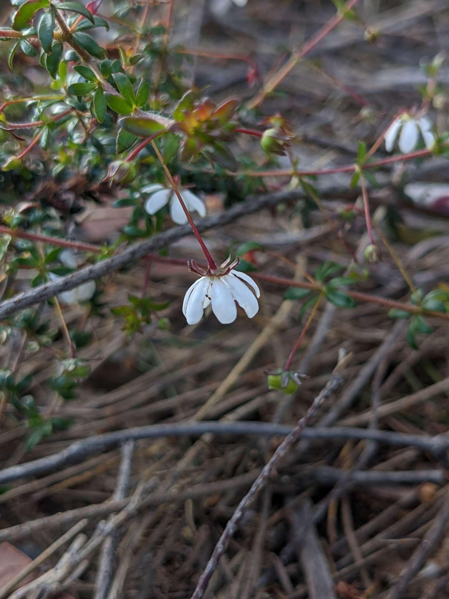 Image of Bauera microphylla Sieber ex DC.