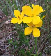 Image of Yellow Meadow-Beauty