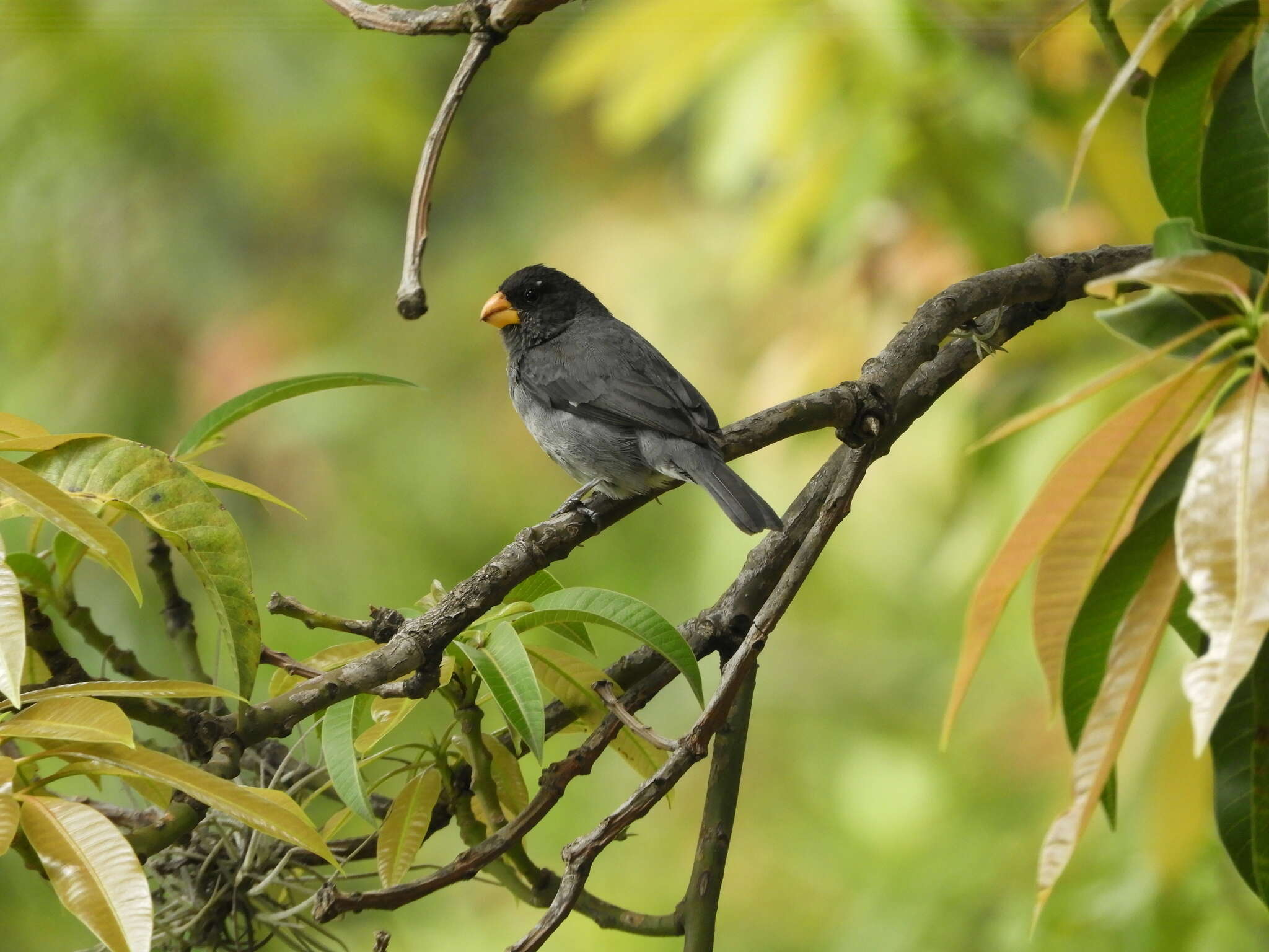 Image of Gray Seedeater