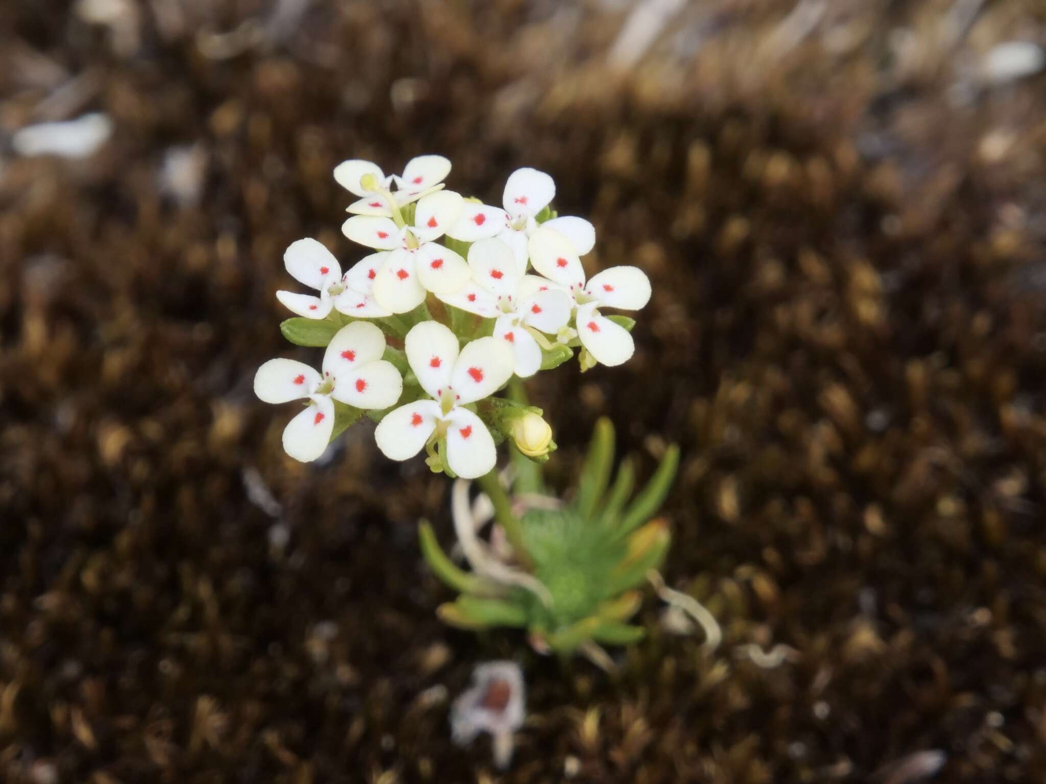 Image of Stylidium guttatum R. Br.