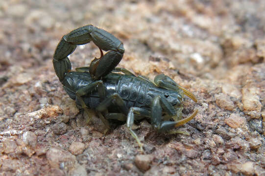 Image of Uroplectes flavoviridis Peters 1861