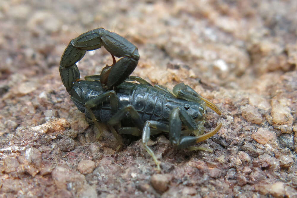 Image of Uroplectes flavoviridis Peters 1861