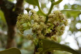 Image of Monimia rotundifolia Thou.