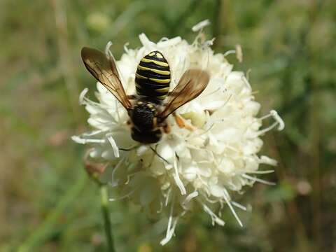 Trachusa interrupta (Fabricius 1781)的圖片