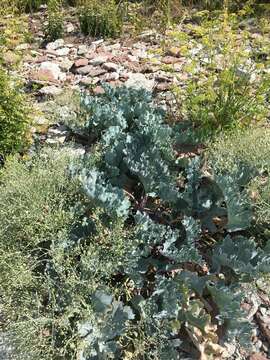 Image of sea kale