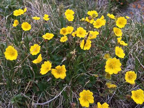 Image of Potentilla crantzii subsp. gelida (C. A. Mey.) J. Soják