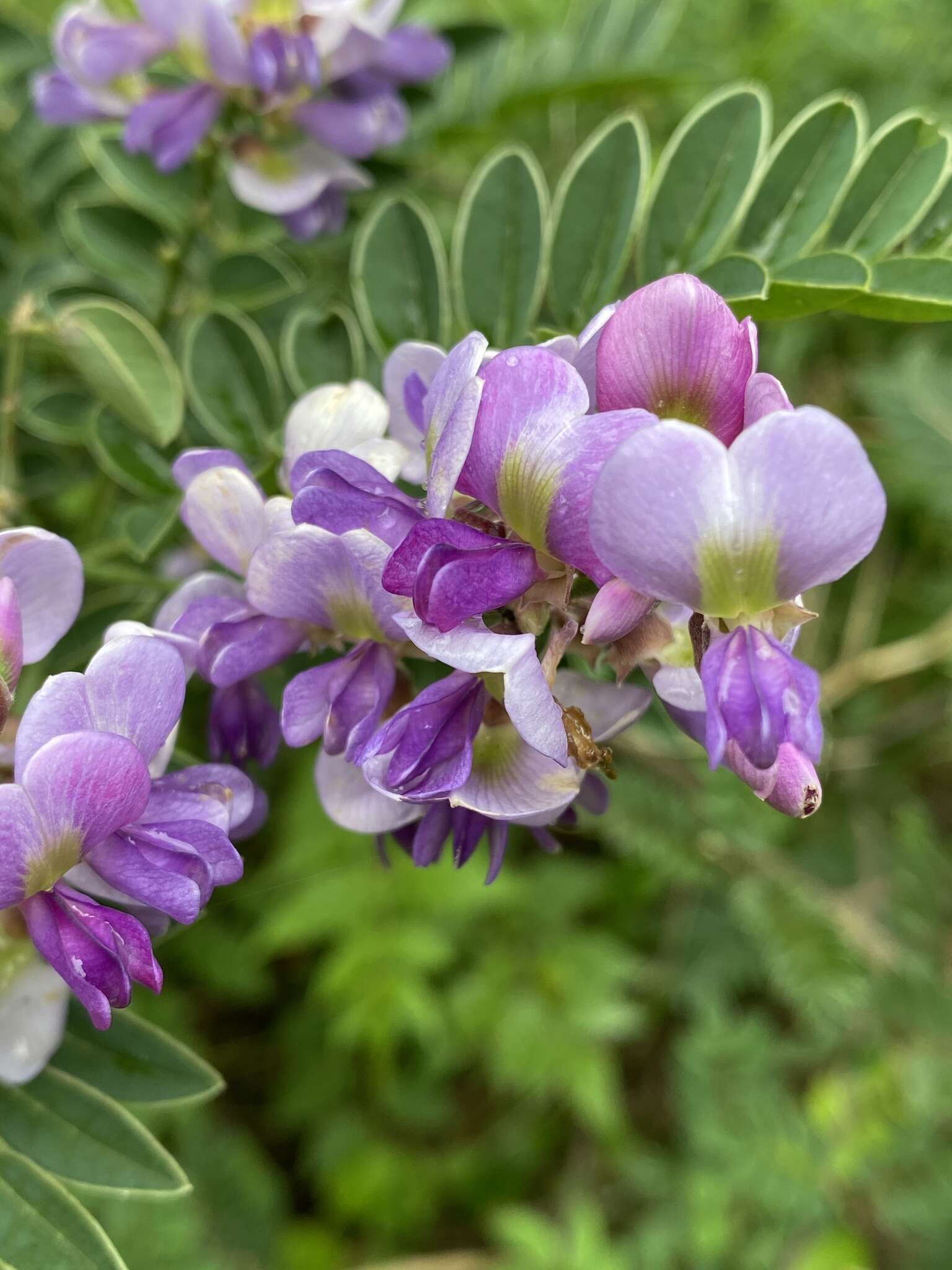 Imagem de Millettia pulchra var. microphylla Dunn