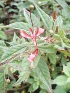 Image of Lopezia racemosa Cav.