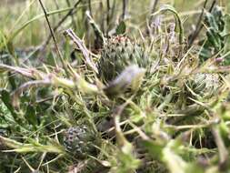 Image de Cirsium quercetorum (A. Gray) Jepson