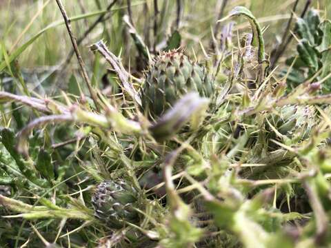 Sivun Cirsium quercetorum (A. Gray) Jepson kuva