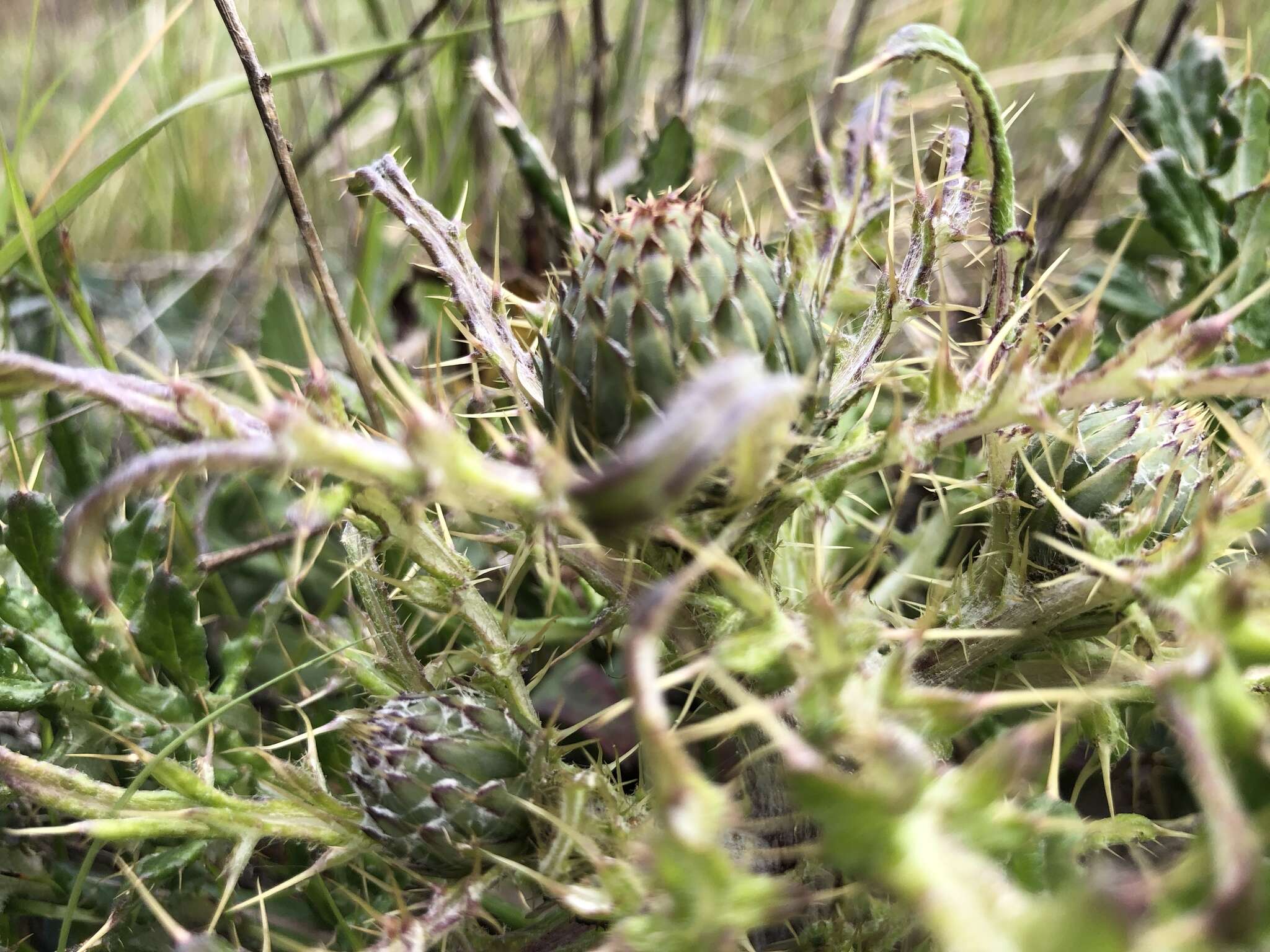 Image of Alameda County thistle